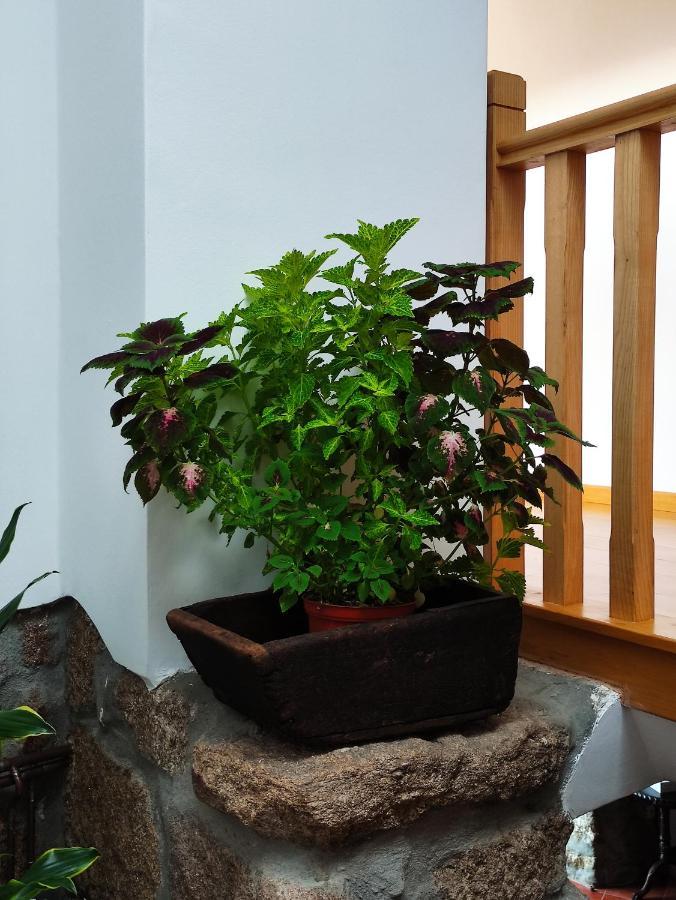 阿吉亚尔小镇 Zimao Garden House酒店 外观 照片